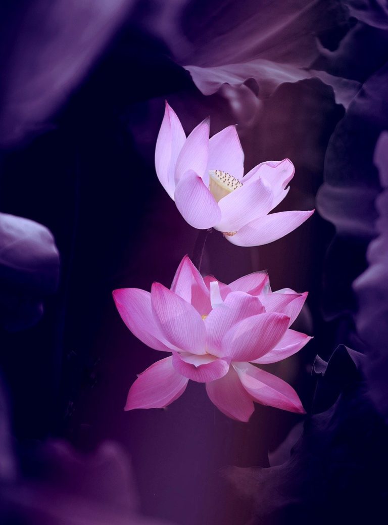 lotus, flower, nature-5292554.jpg